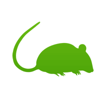 Ratten